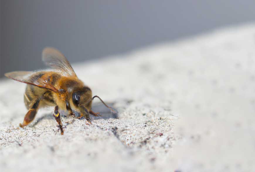 L’ABEILLE commune est-​elle intelligente ? 