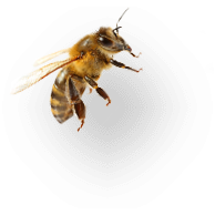 Annabeille-abeille-1.png